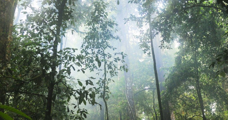 Sunlight through forest